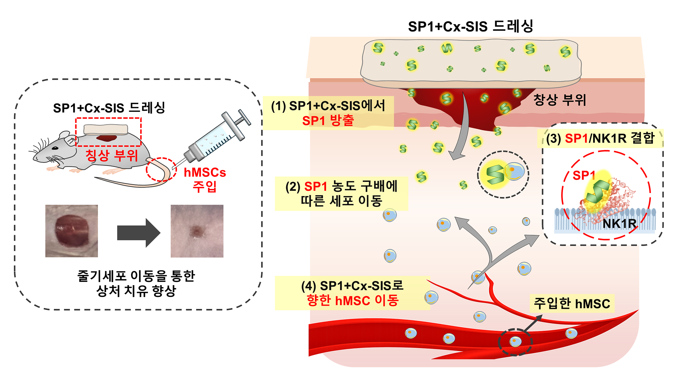 최상돈