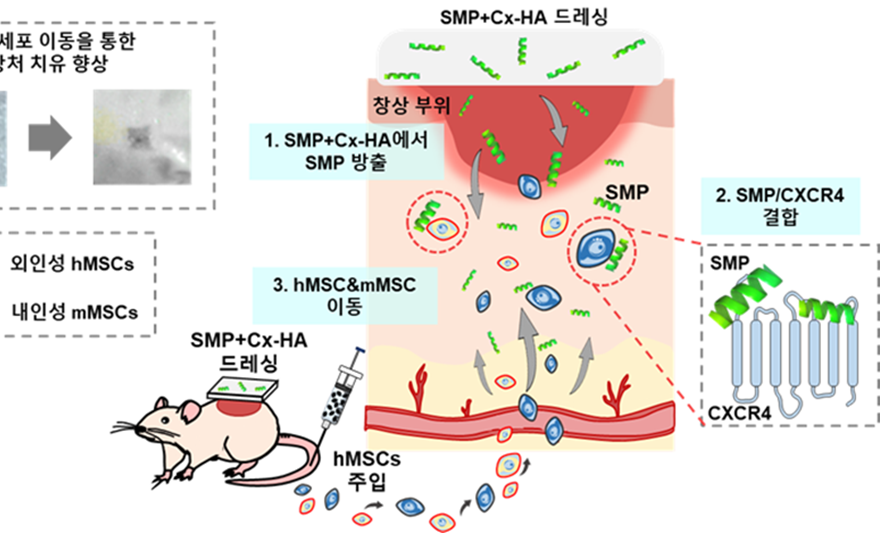 김문석, 최상돈 교수팀이  내인성 줄기세포의 이동, 정착, 재생까지 제어하는 차세대 액티브 드레싱 개발해